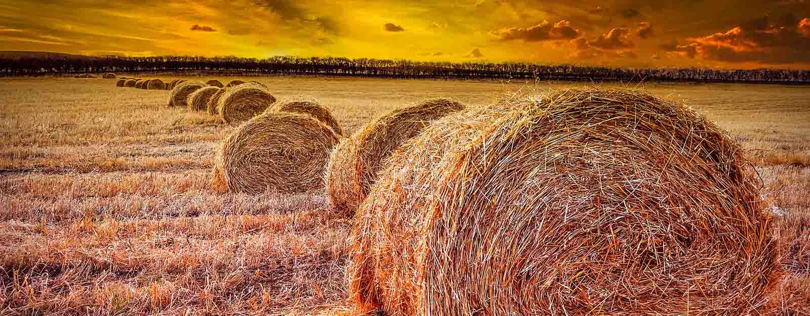 Photo of a hay field at sunset with round bales in a row.