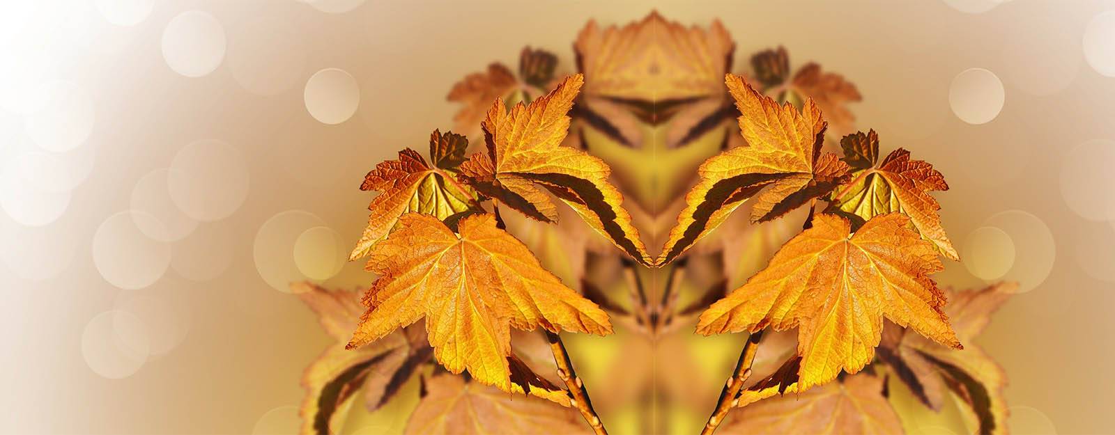 Mirrored image of fall leaves. Union State Bank CD Special.